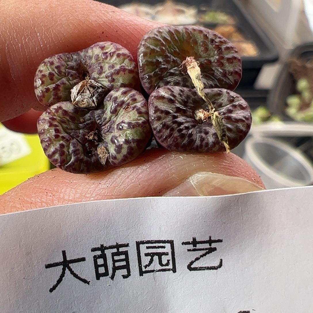 一物一拍。       824