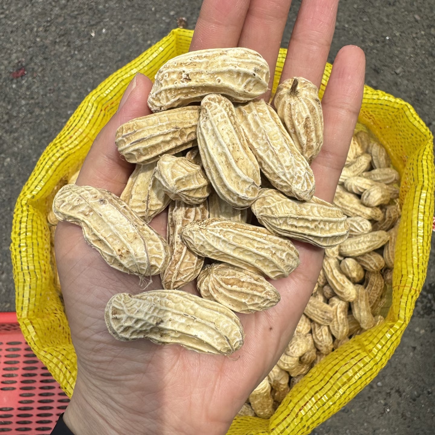 云南七彩带壳花生新鲜采摘