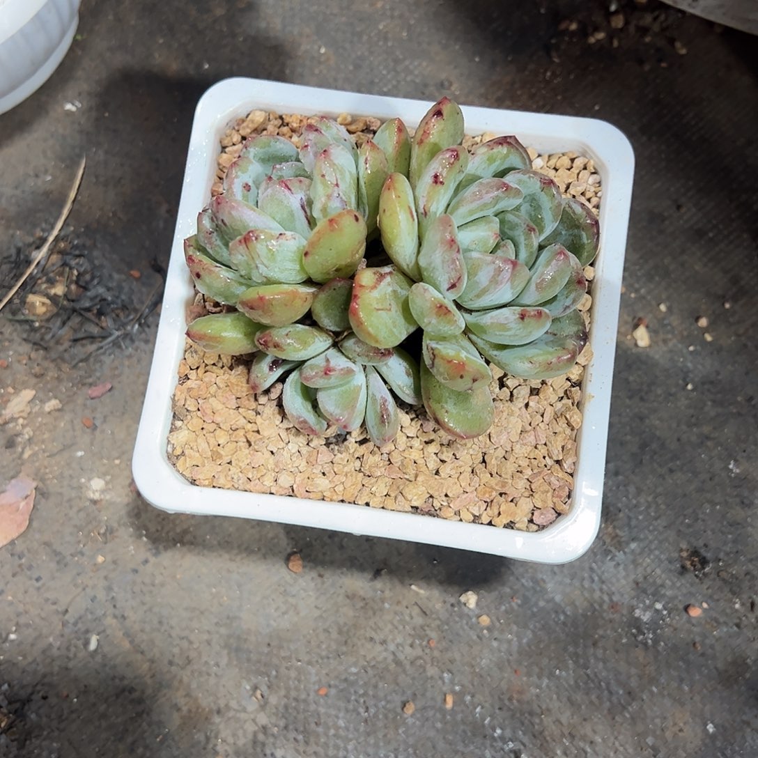 m****4石化群生多肉植物