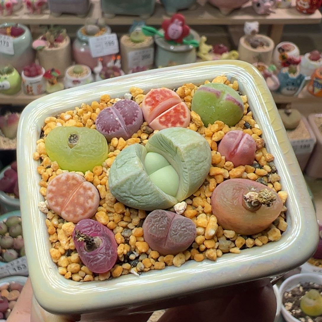 多肉植物285号彩色混合