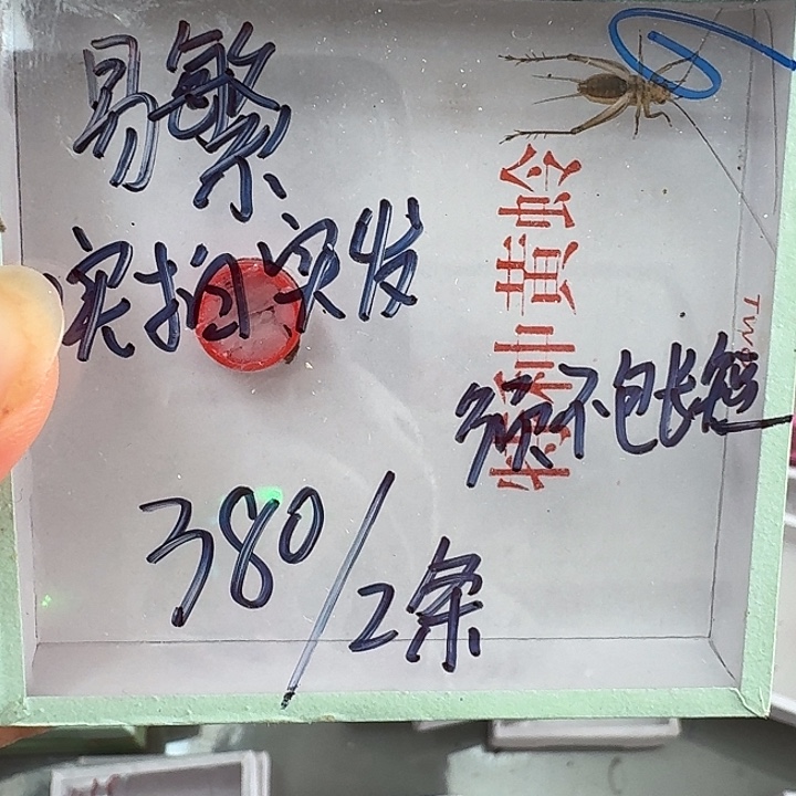 .***繁蟋蟀蝈蝈我在外面吃饭111111