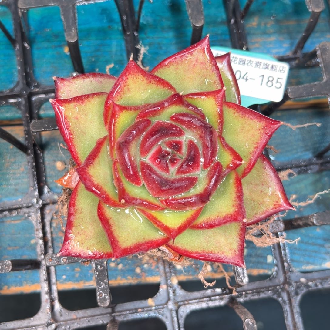 多肉一物一拍0204-185