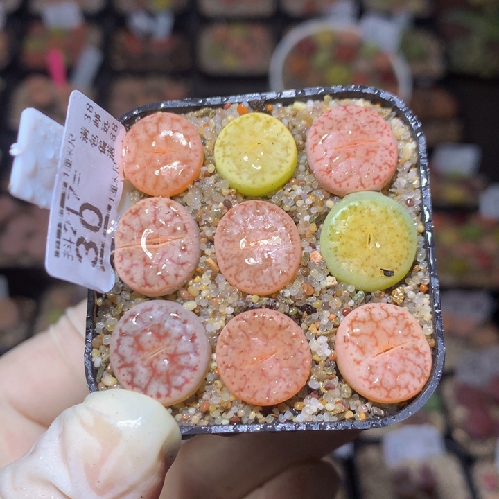 精品生石花217.30