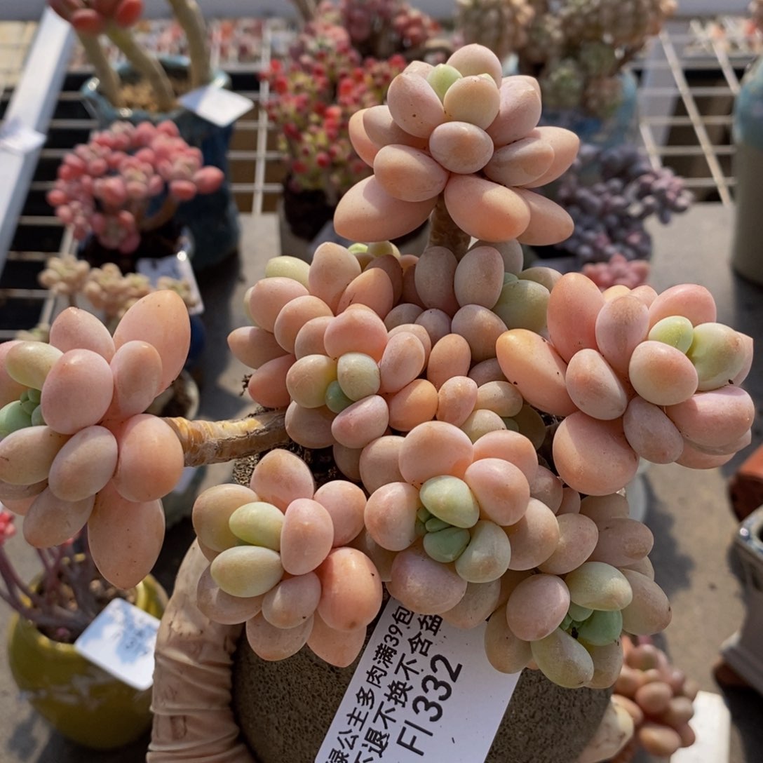 香水洛神332/12c m