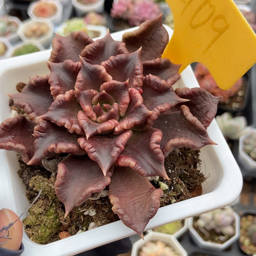 2109饺子皮多肉植物保护