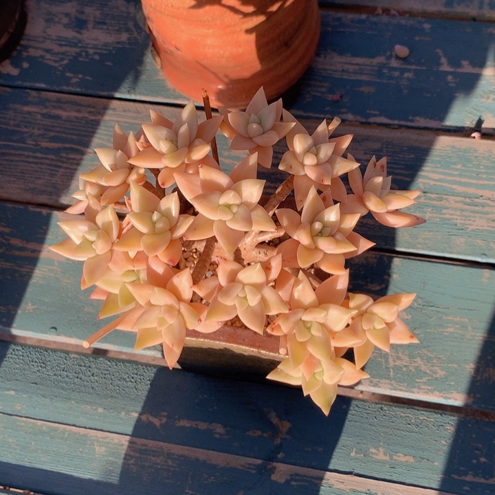 表露哪自然老庄无砍