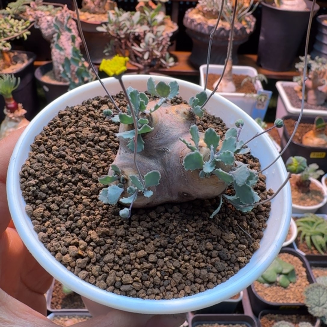 格加厚墩菊312 仙人掌