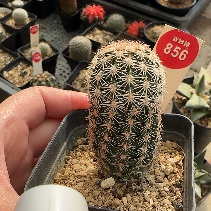 实生皇冠虾一颗358875