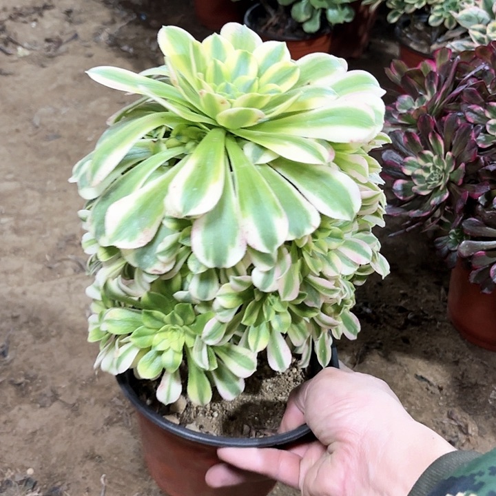 多肉植物金丝翡翠78