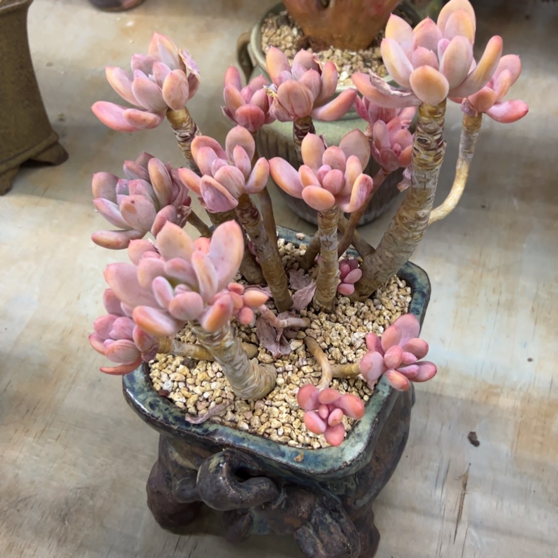 灰姑娘68 零零多肉植物