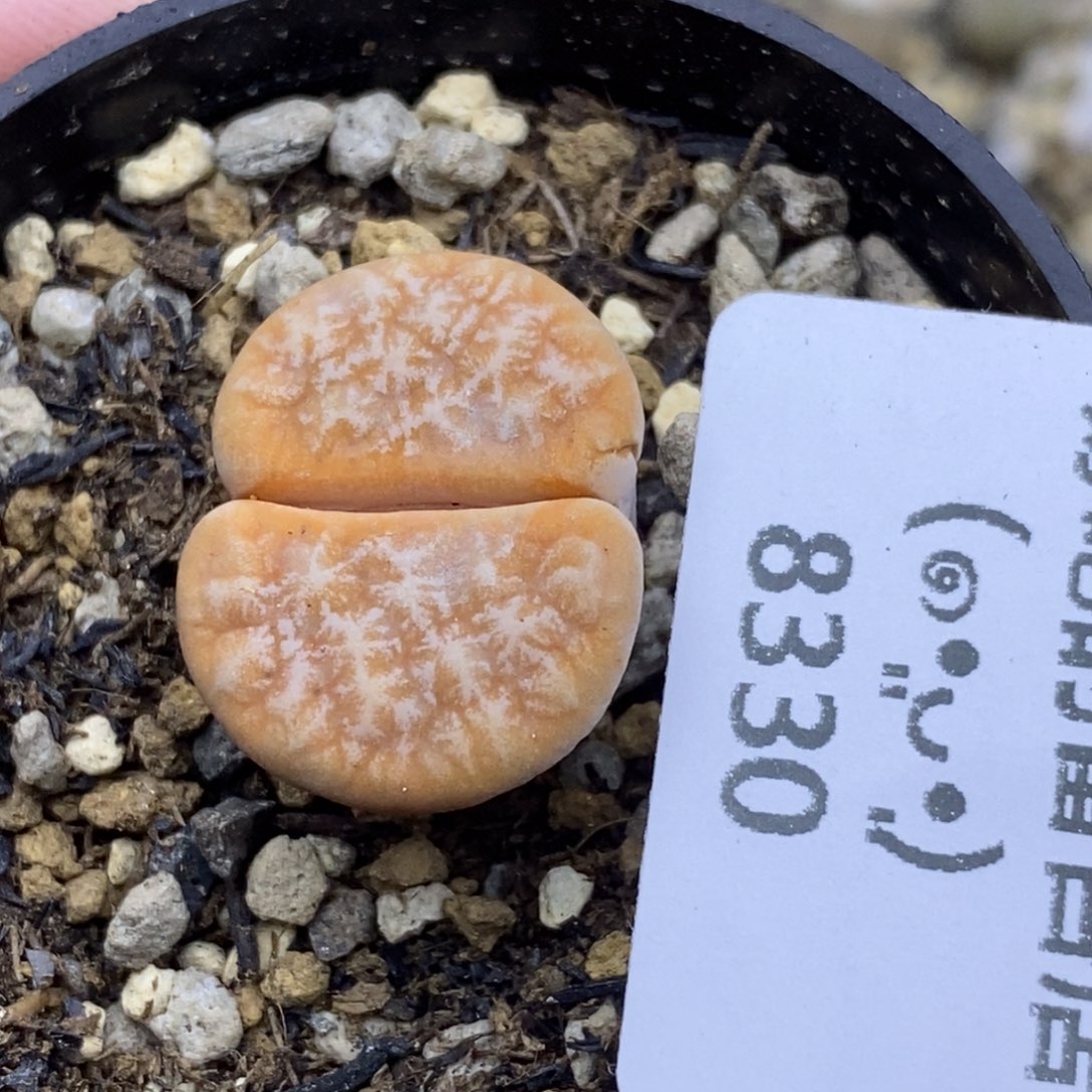 8330。默认脱土。18包邮。偏远88包邮