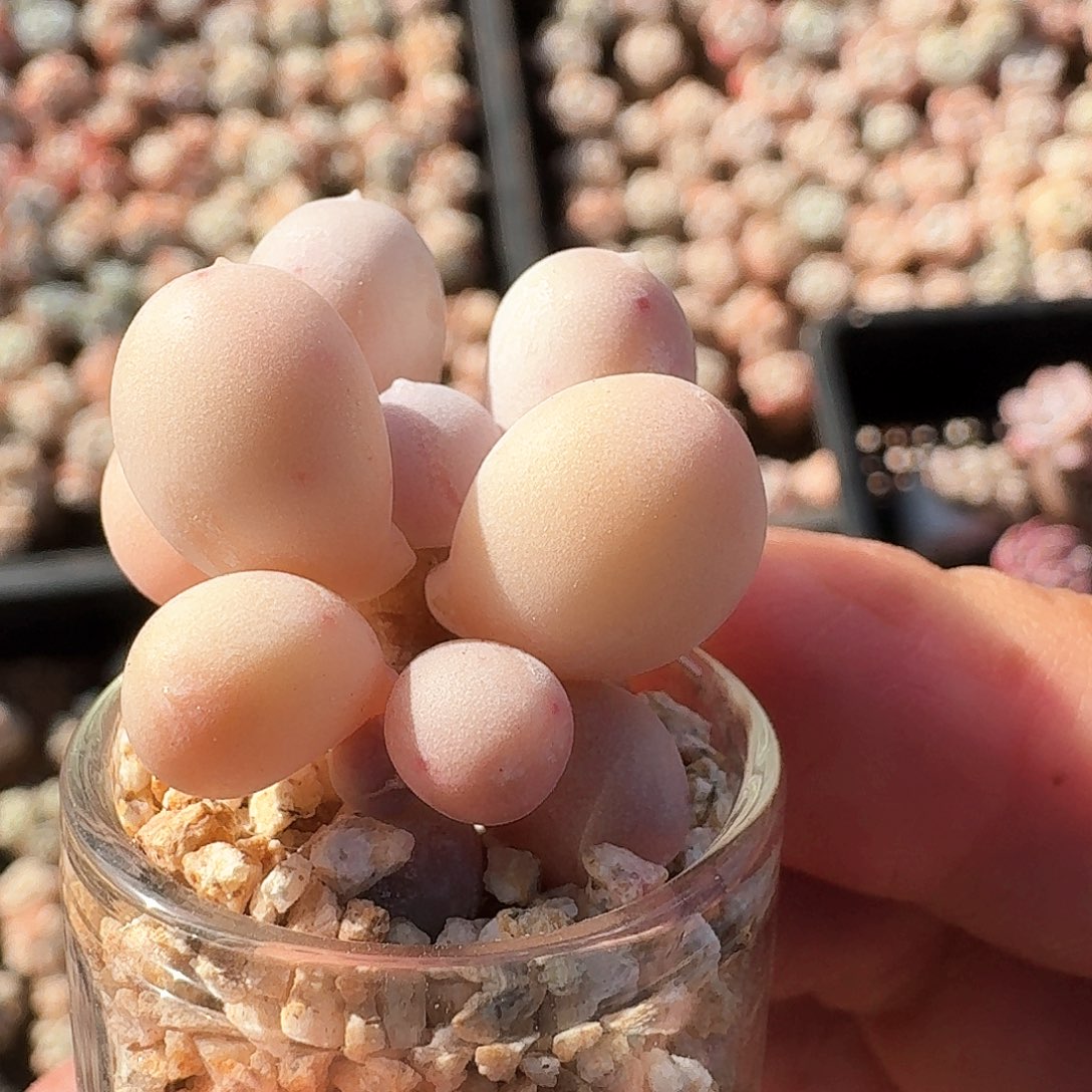 米可奶小双头老桩多肉