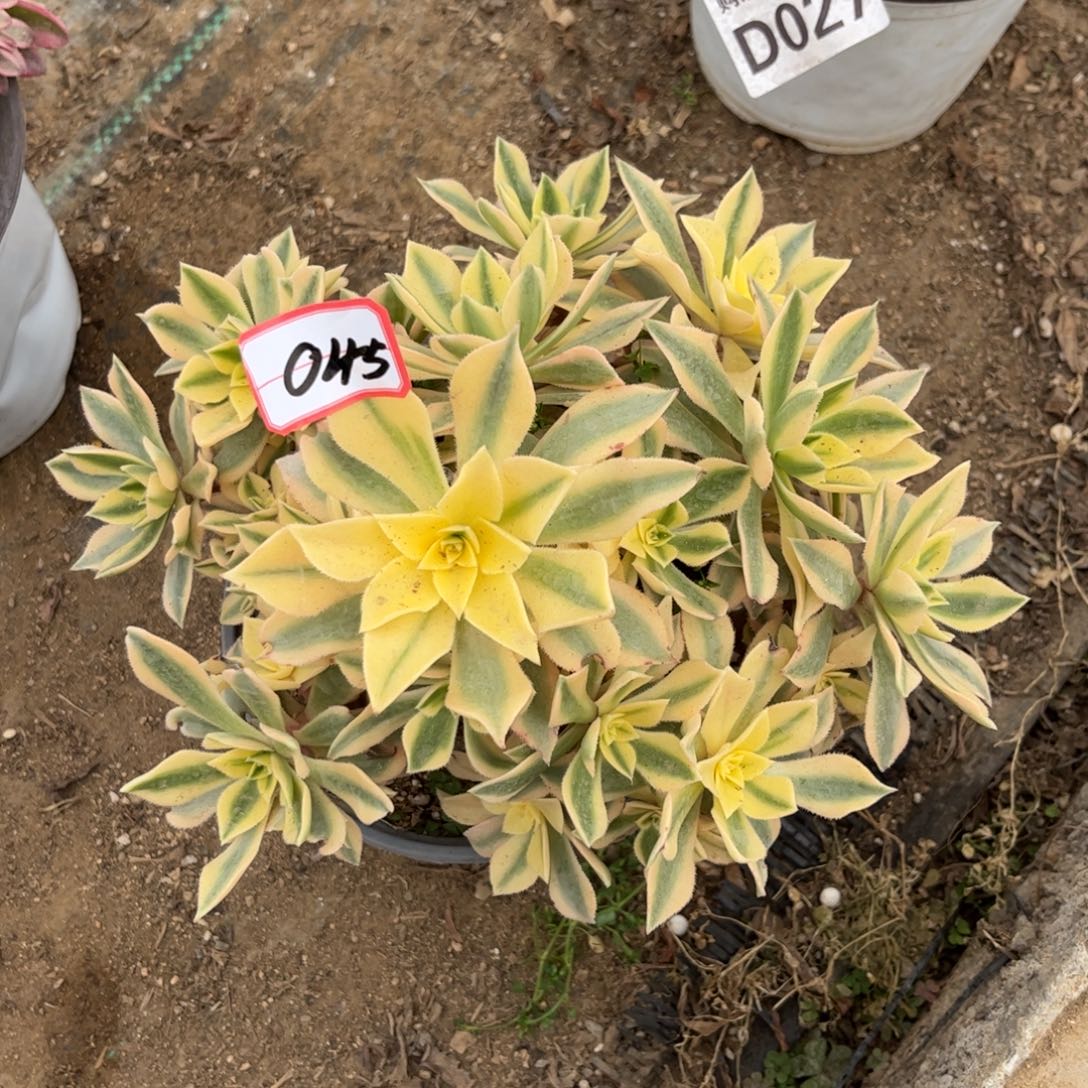 045多肉植物枫叶锦