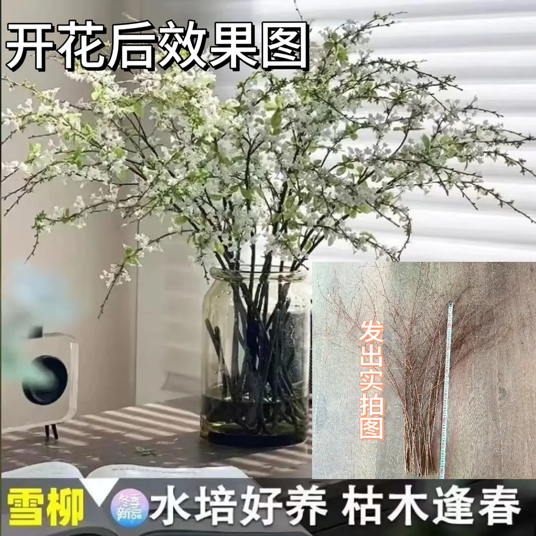 【遇水成活】雪柳盆栽水样开花水培雪花植物花卉遇水枯木室内蓬绿植