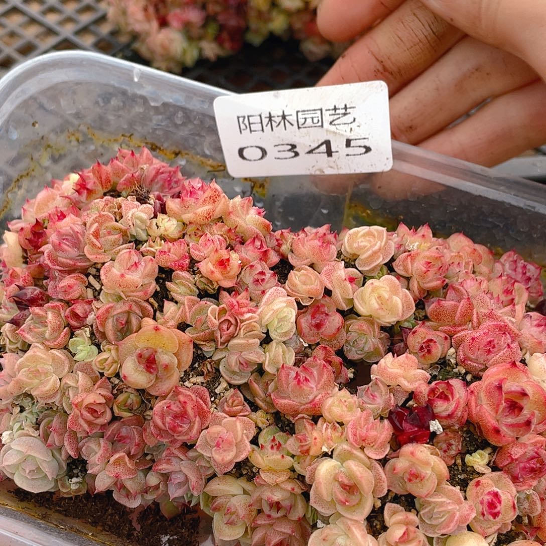 多肉植物多肉植物345