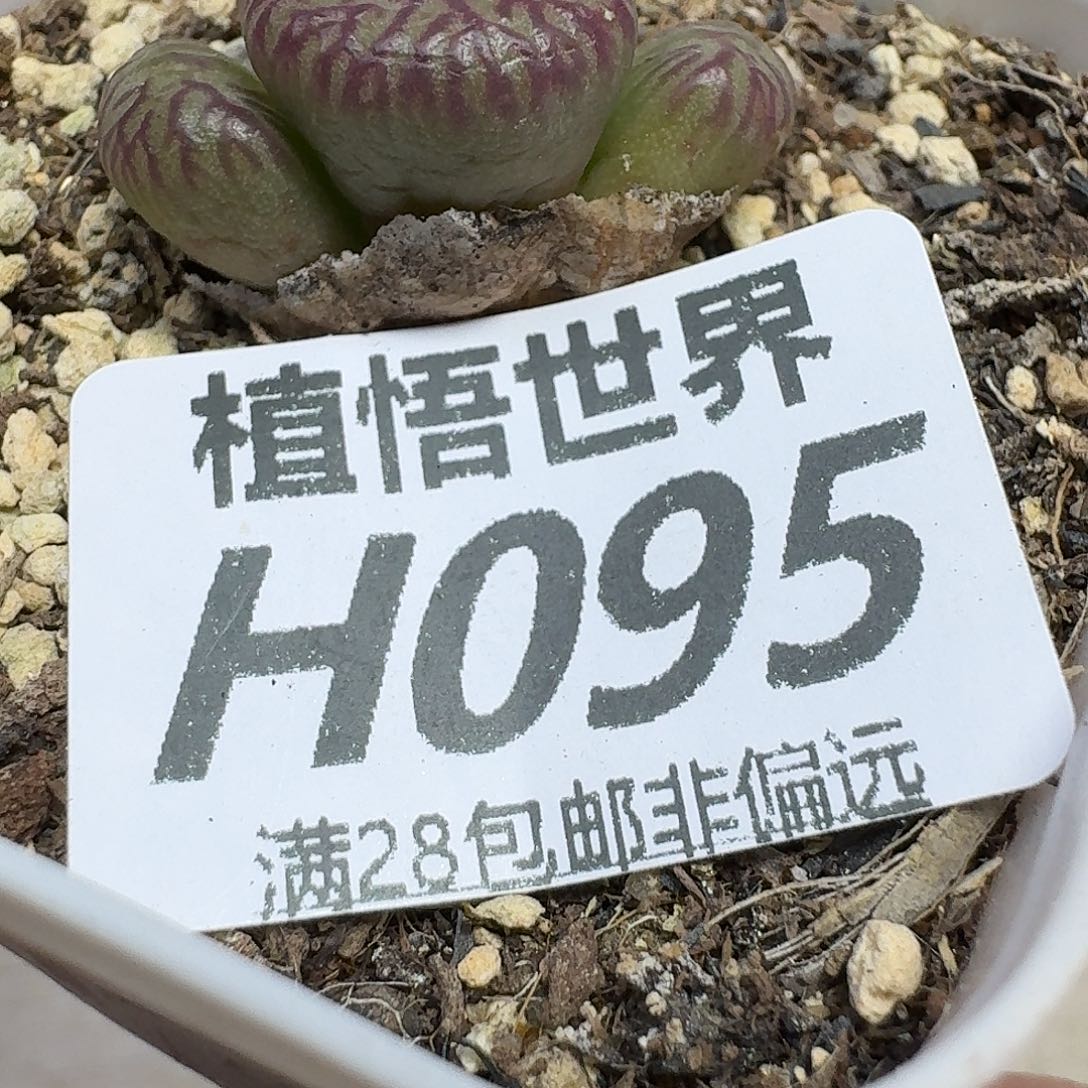 多肉植物的润泽ghn