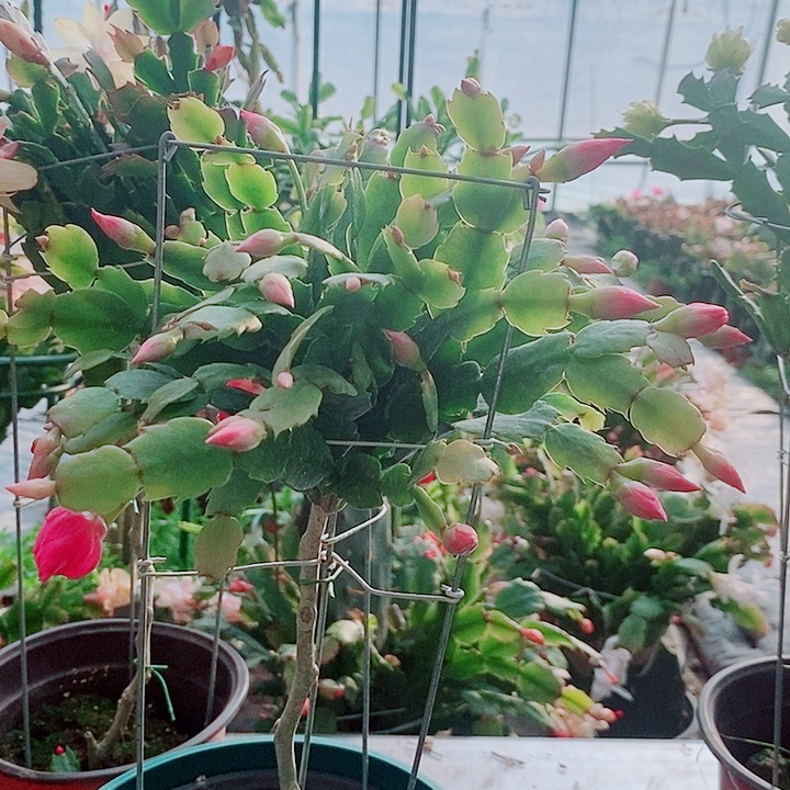 快***天无花朵叶仙嫁接一物一拍