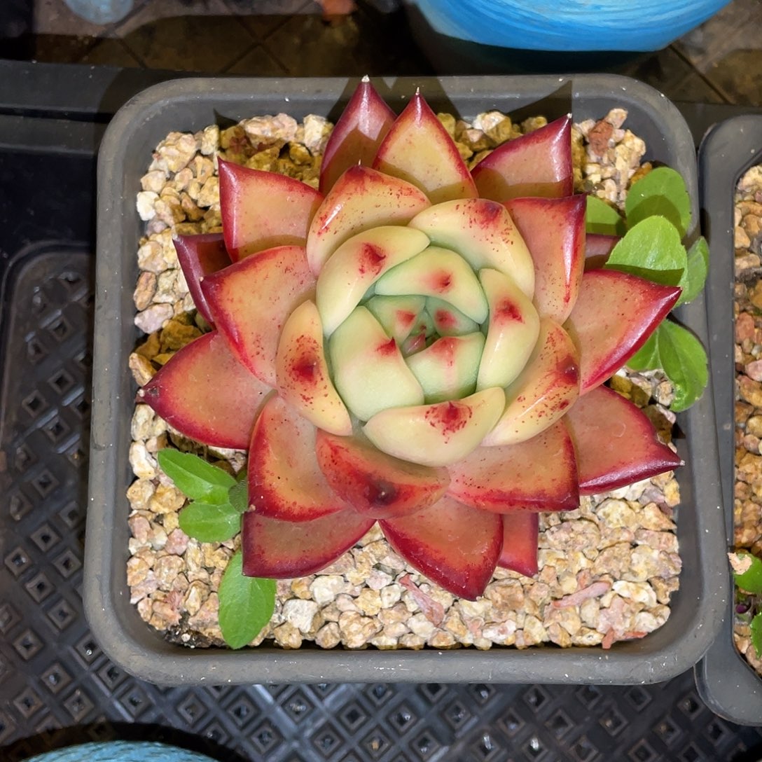 多肉植物一物一拍