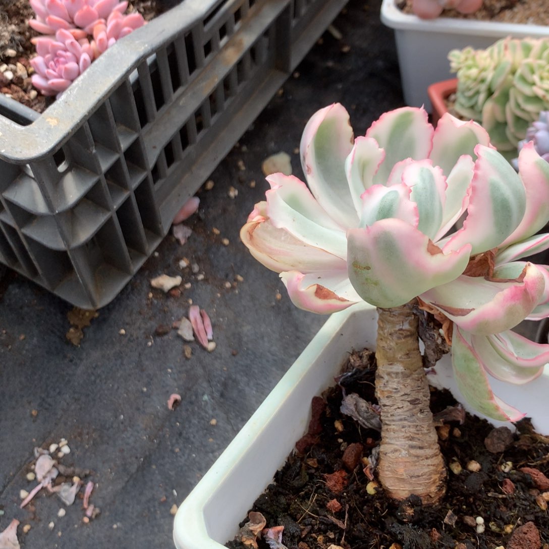 那好你去哪找嘛就