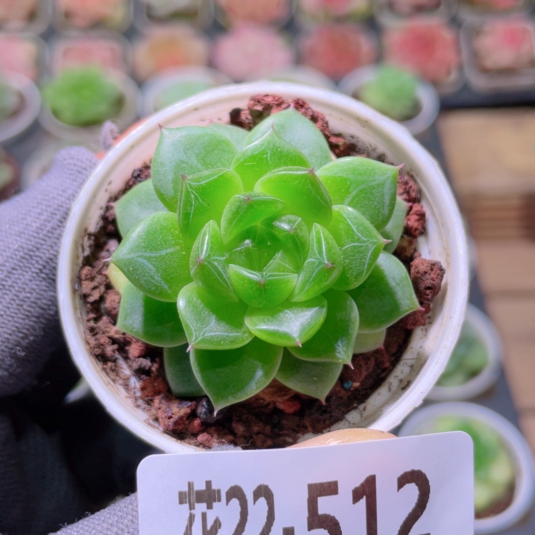 花利美22-512新品珍妮