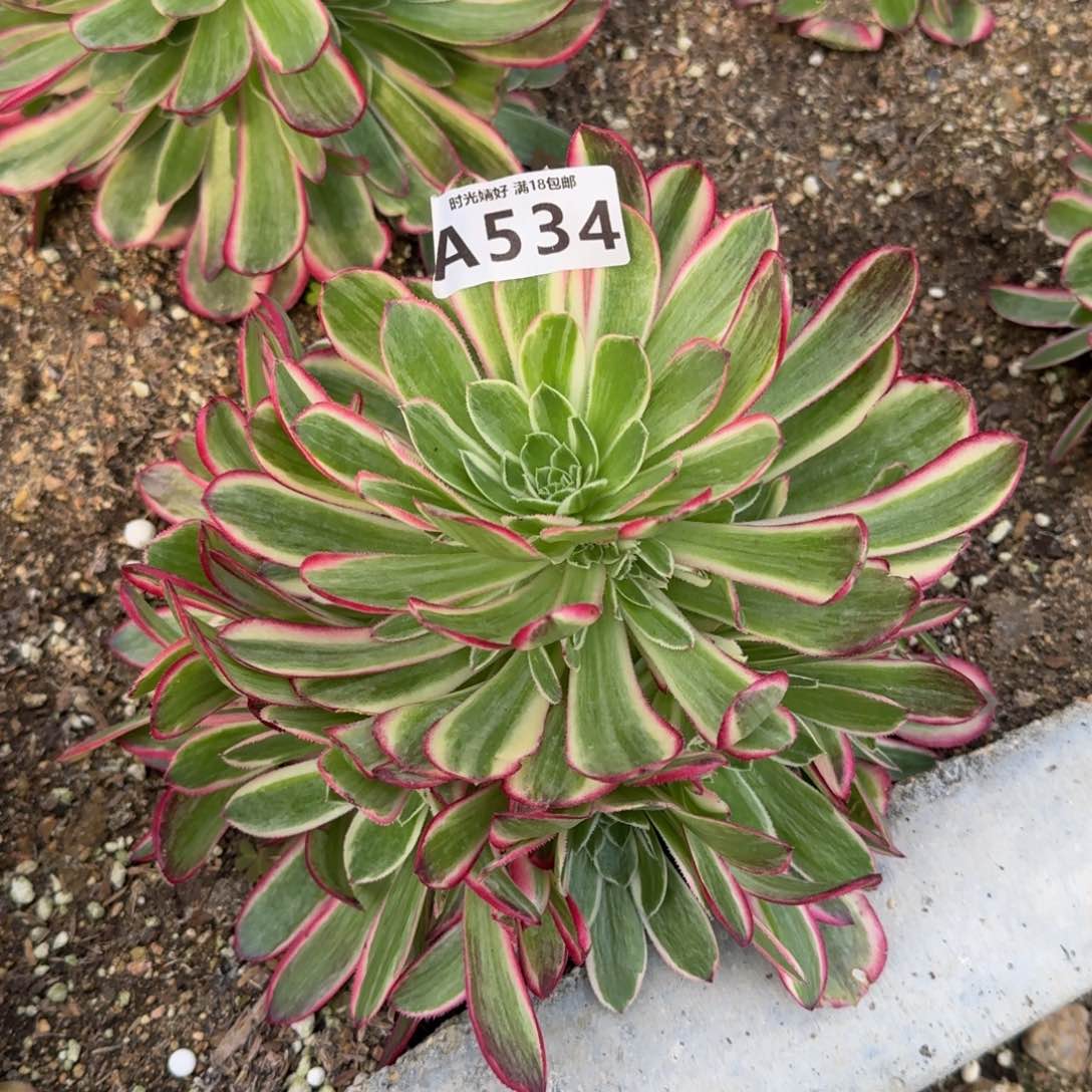 534孔雀翎多肉植物