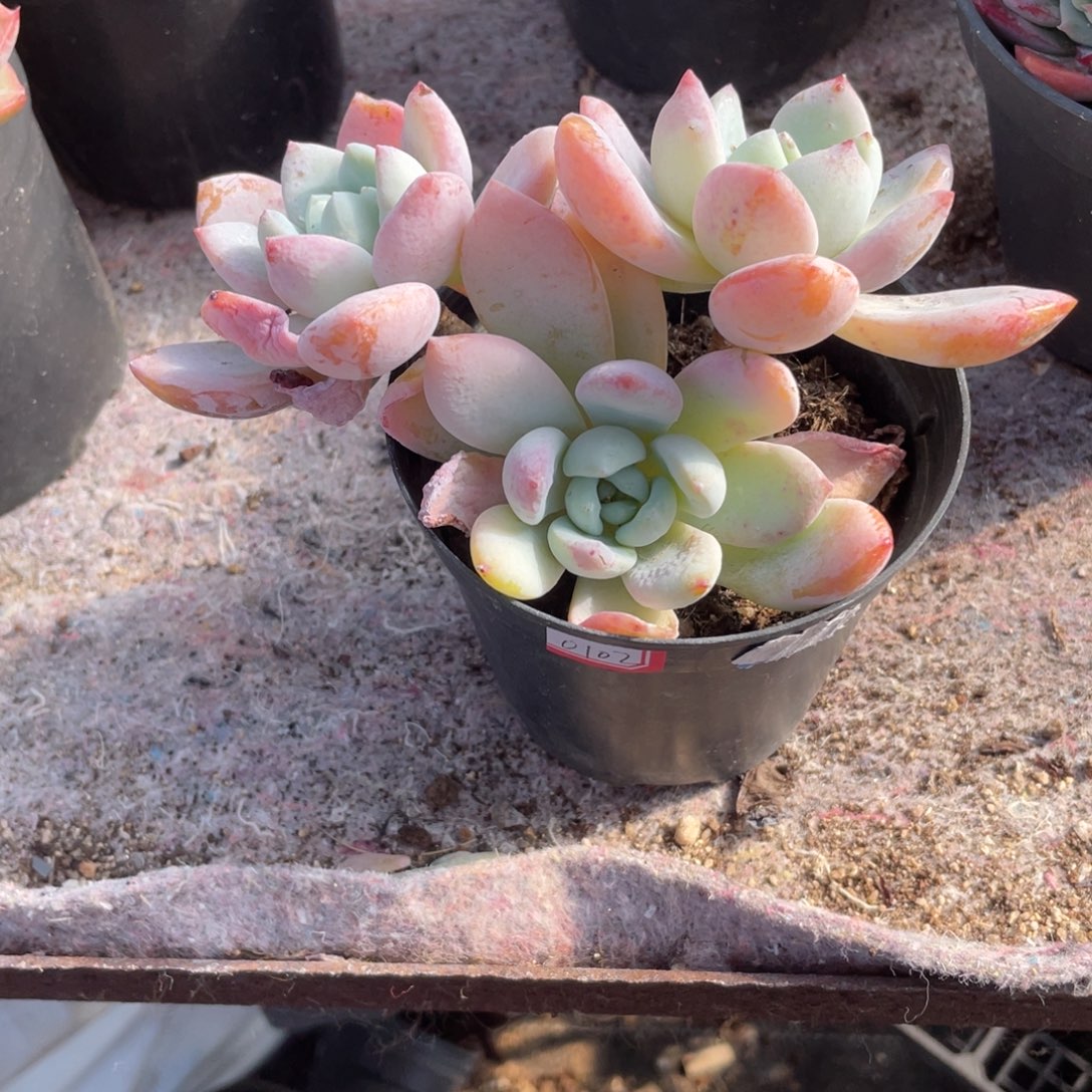 1019 冷香  六月六