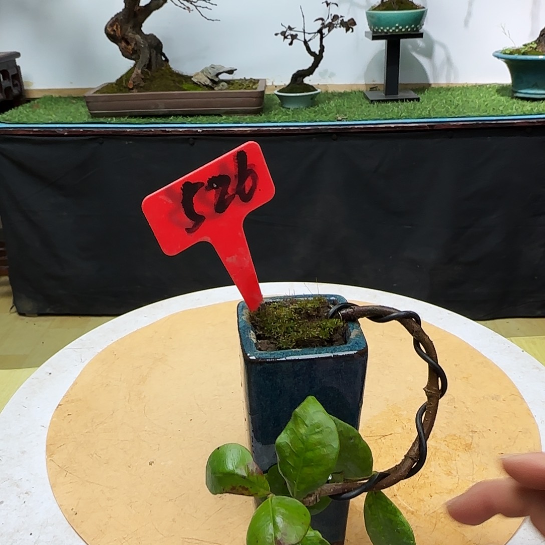 2***情无花朵风车茉莉都包邮