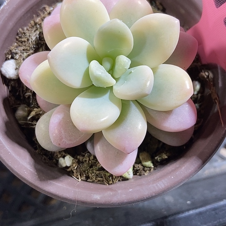 多肉植物洛神锦114