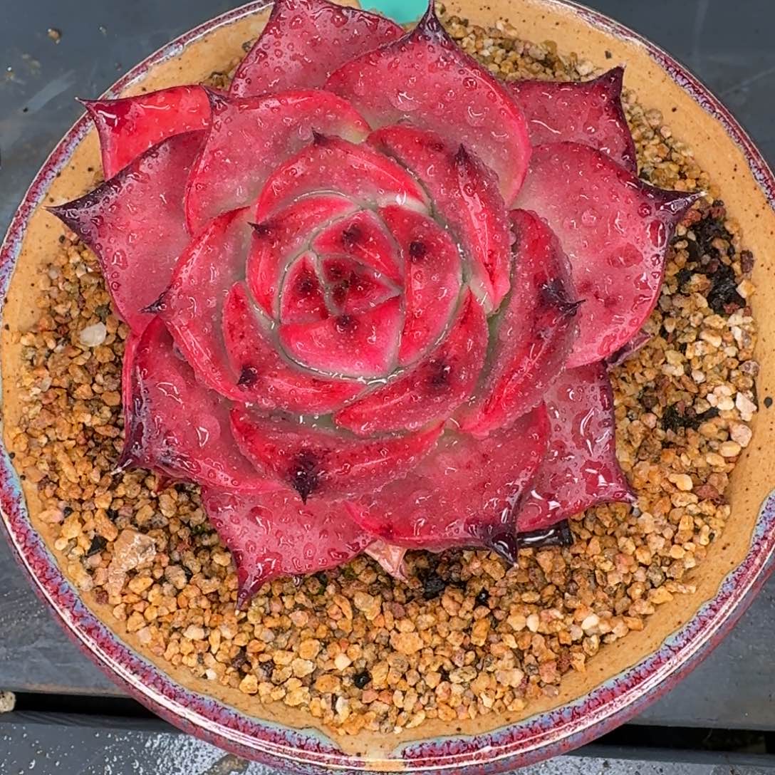 从前慢多肉精选编号1208.356