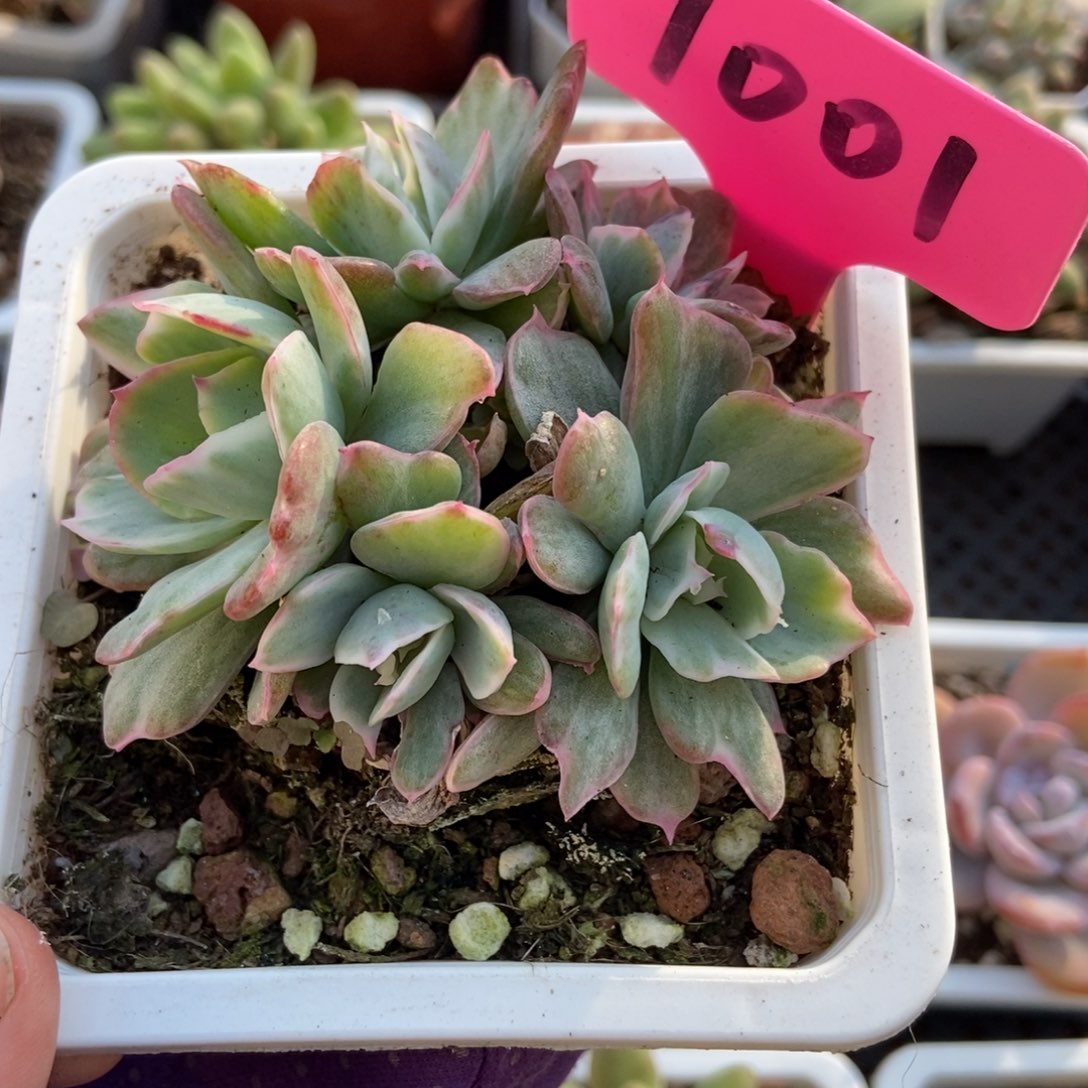 7001伯克利锦多肉植物