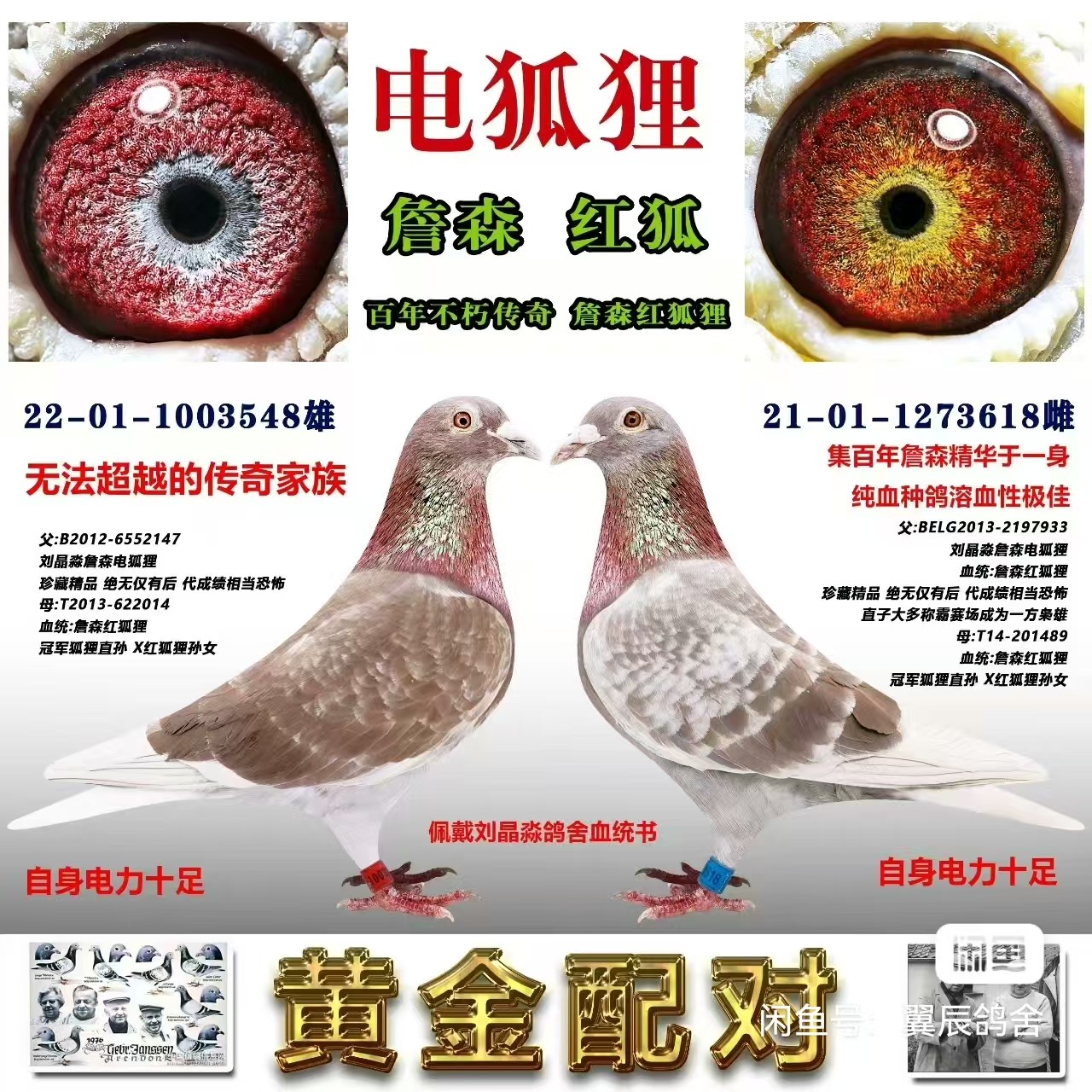 圆环信鸽种鸽成绩赛鸽