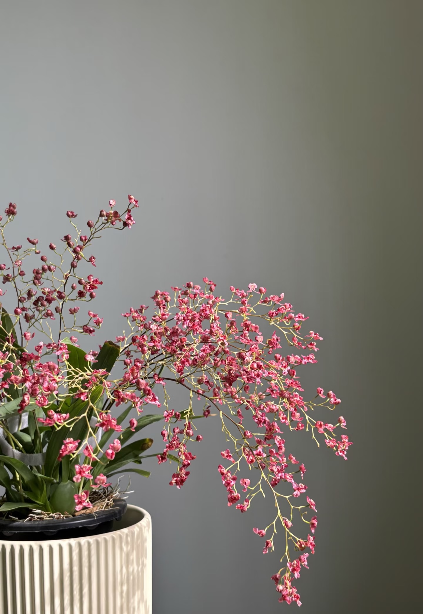 梦香兰满堂红10支花剑以上大盆盆栽兰花