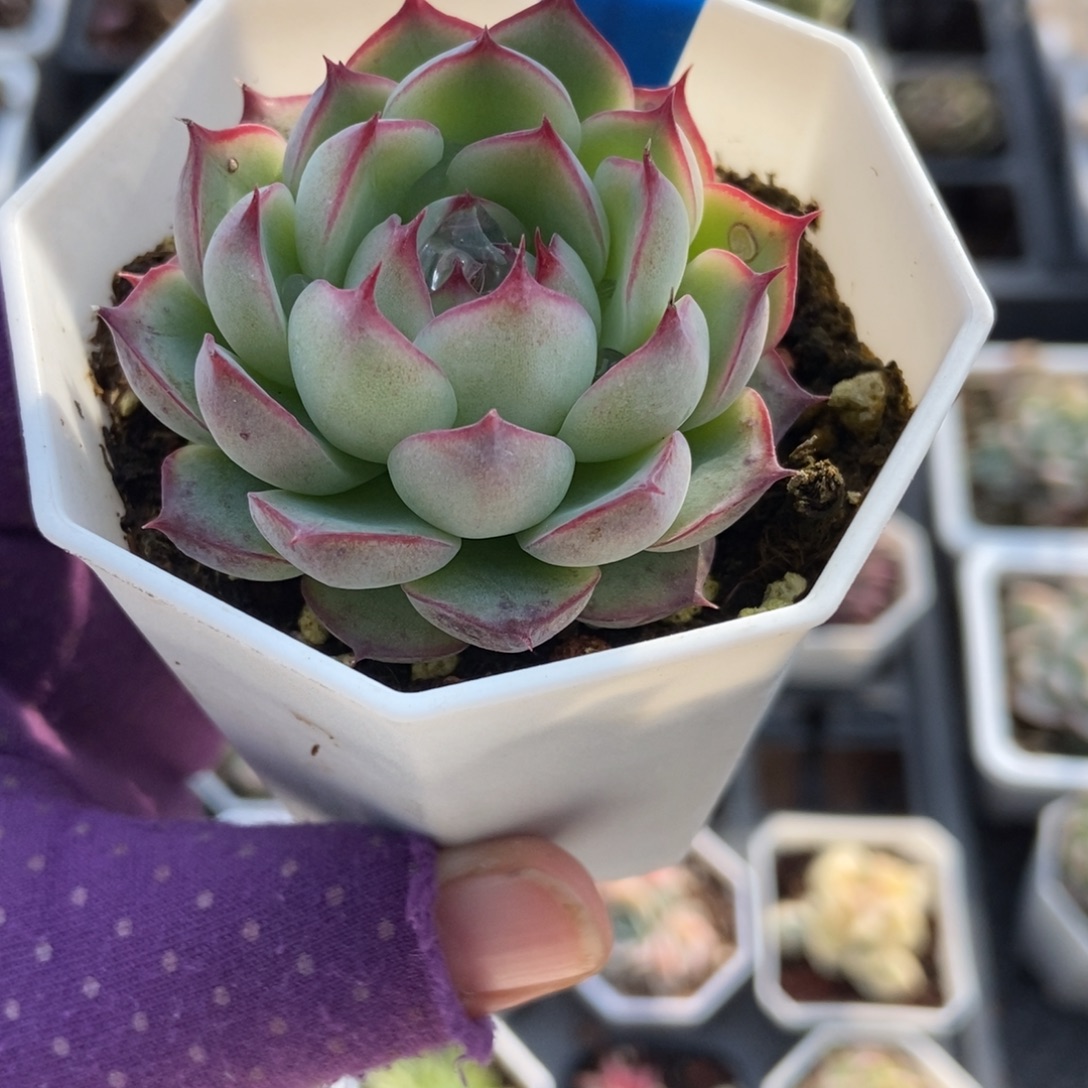 2029勾魂仙子多肉植物