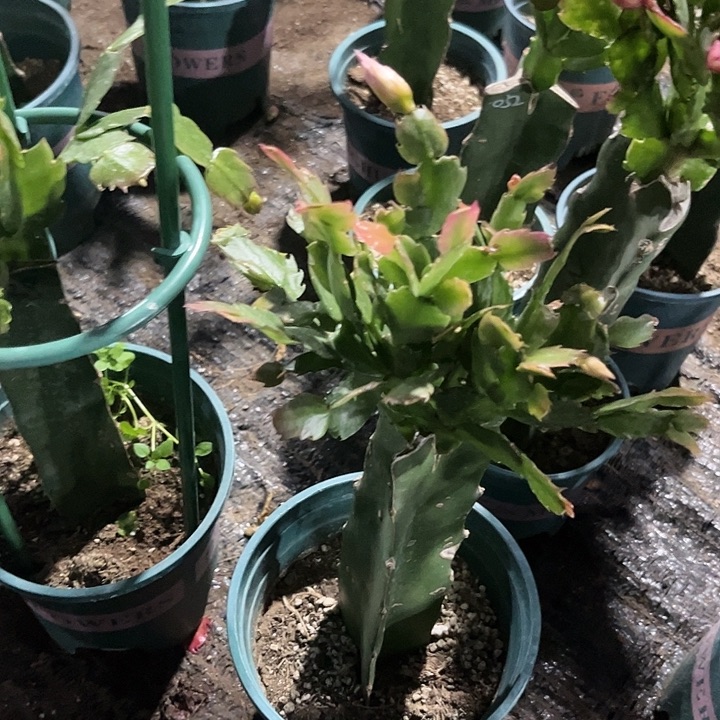 紫***竹72号038，00800000