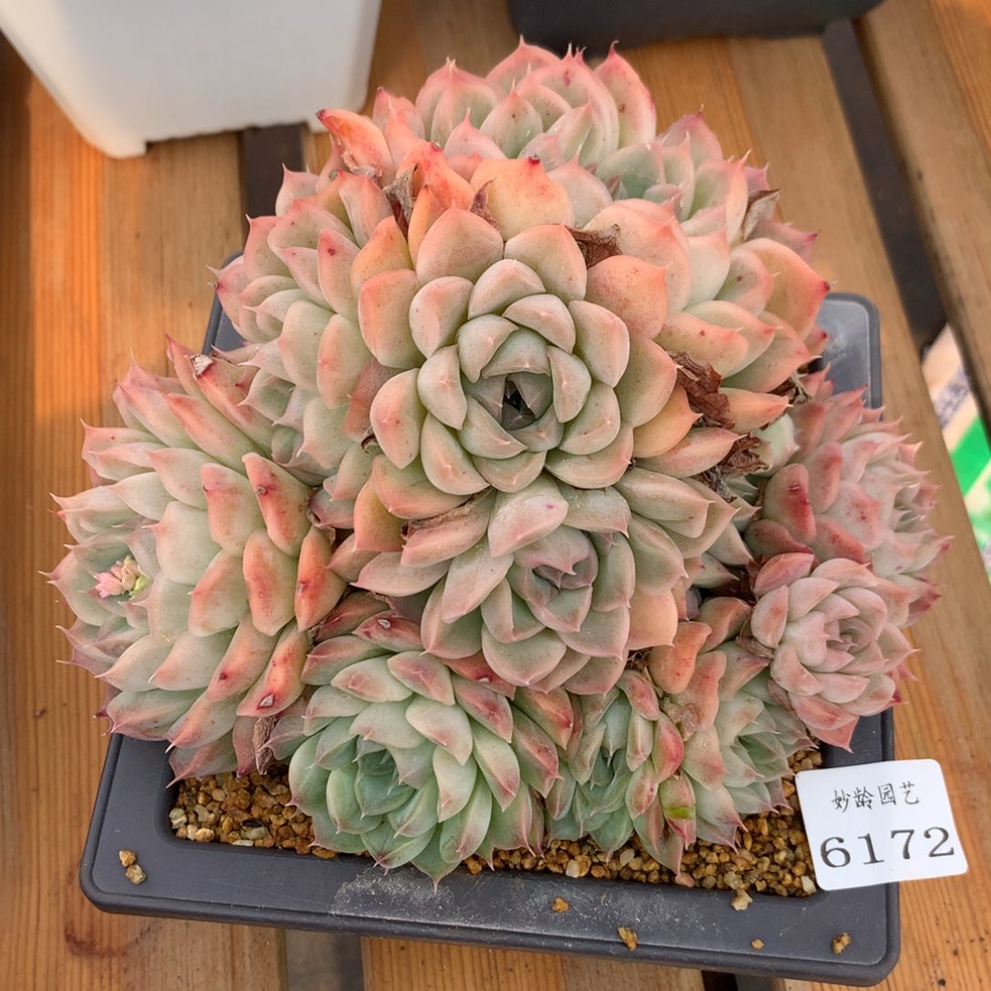 6172杂交精品基地17厘米