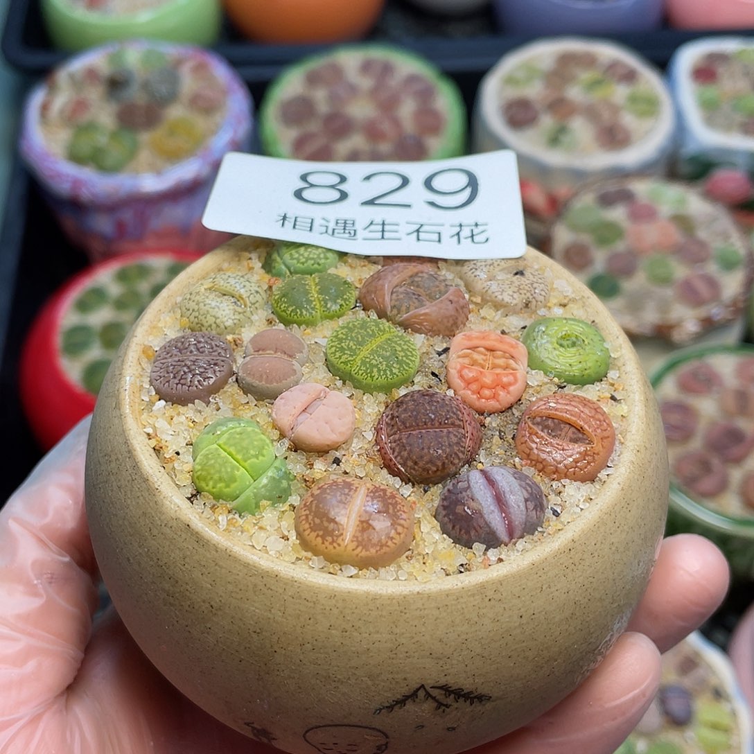 相遇生石花专拍829