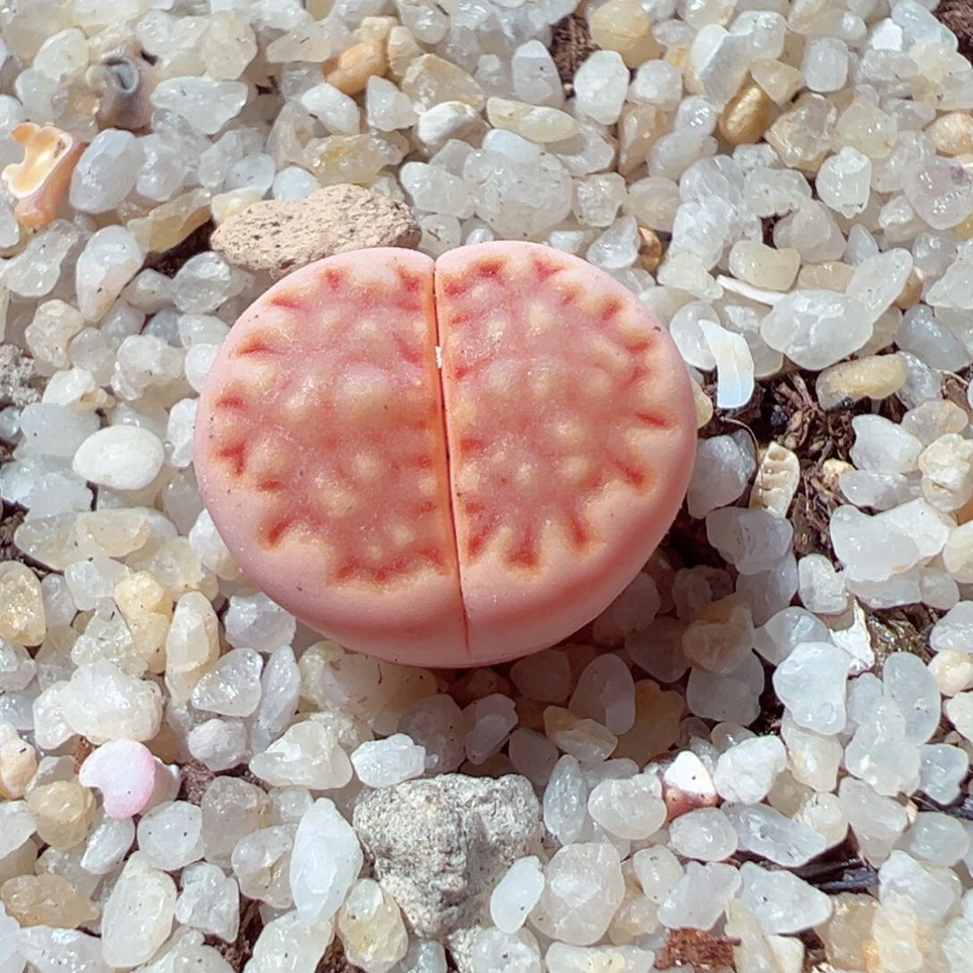 115-409.我是真的不