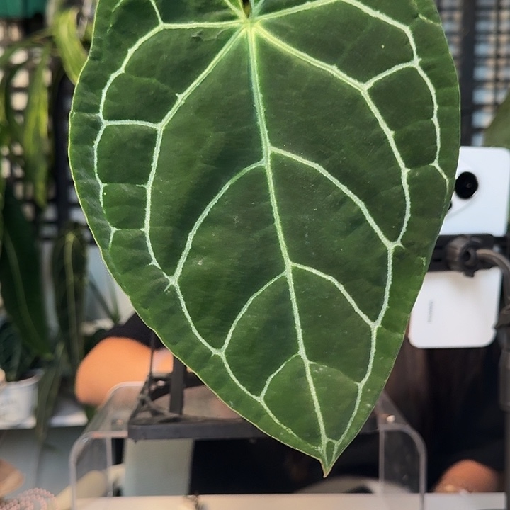 无花朵?****?一物一拍S10