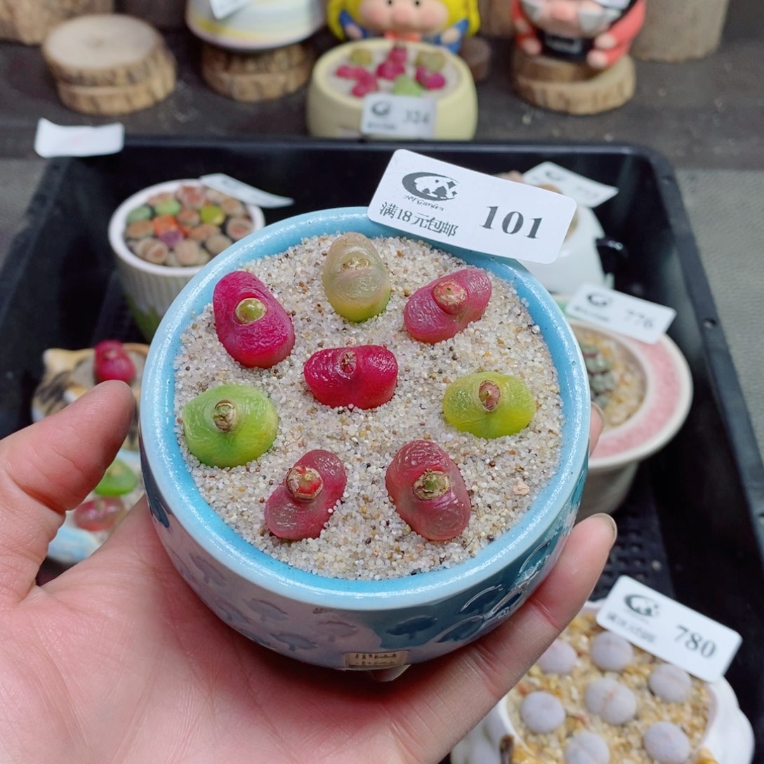 生石花花花花花花101