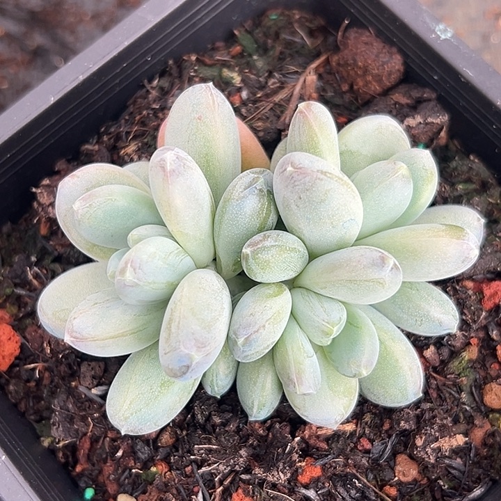 三色美人特价美人