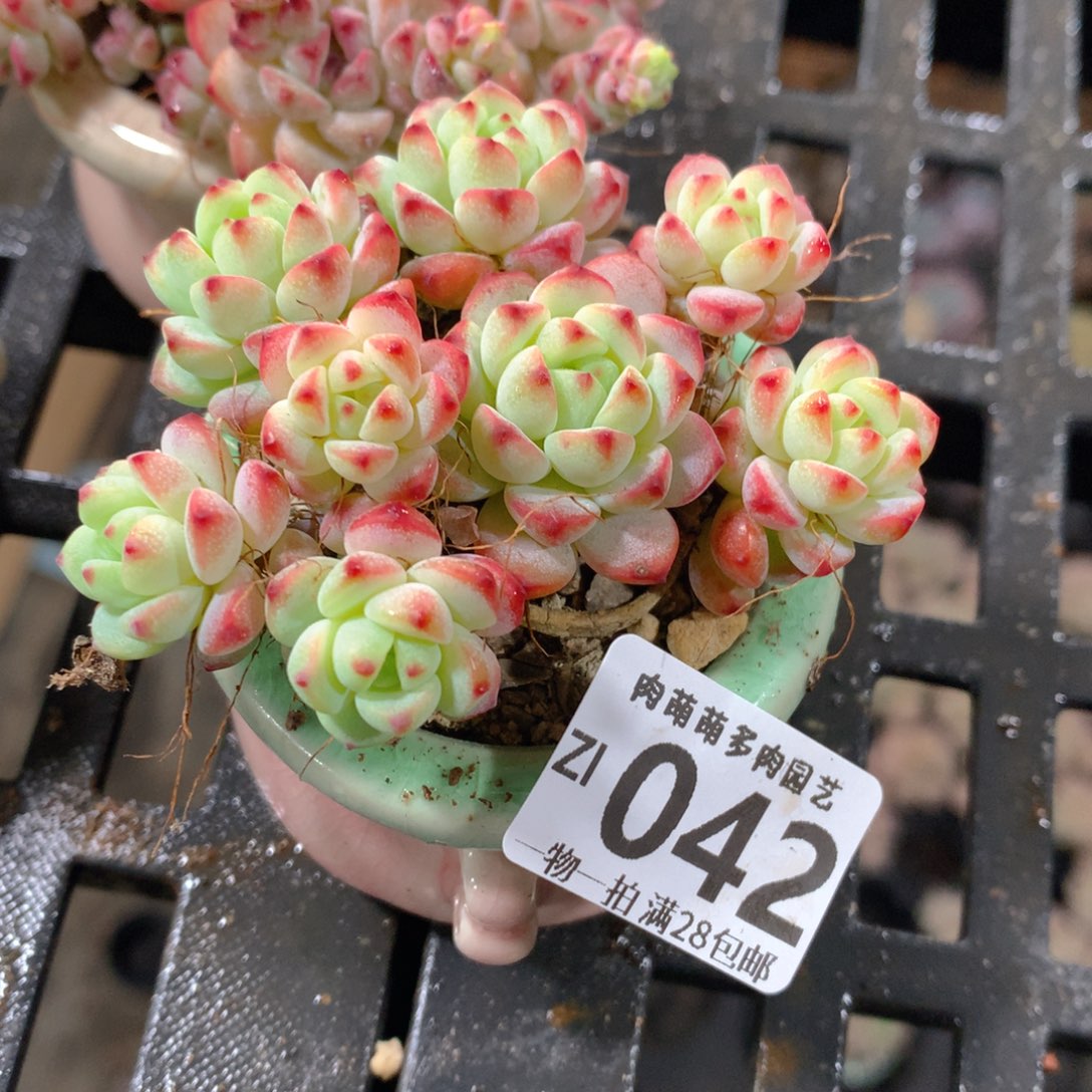 肉萌萌拇指盆精控多肉ZI042