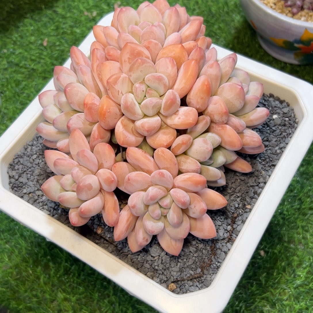 小***-香，水……发货……大……