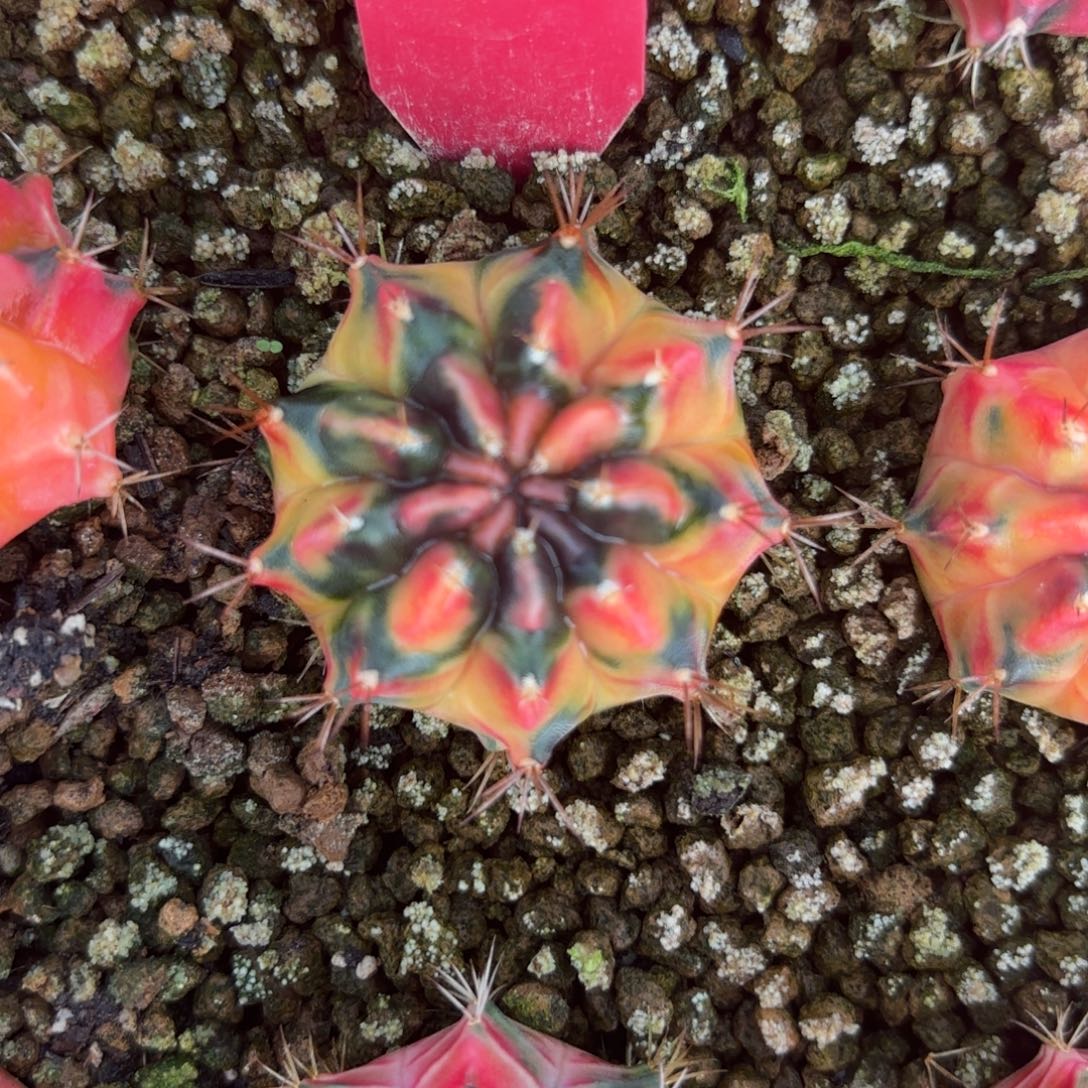 L621-1204泰国发货 