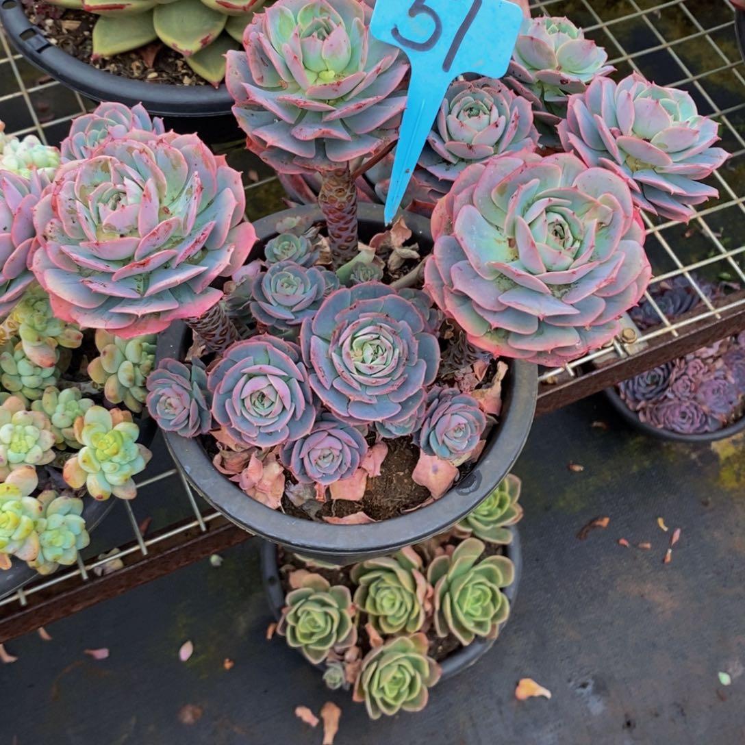 肥***露克罗地亚玫瑰51。           