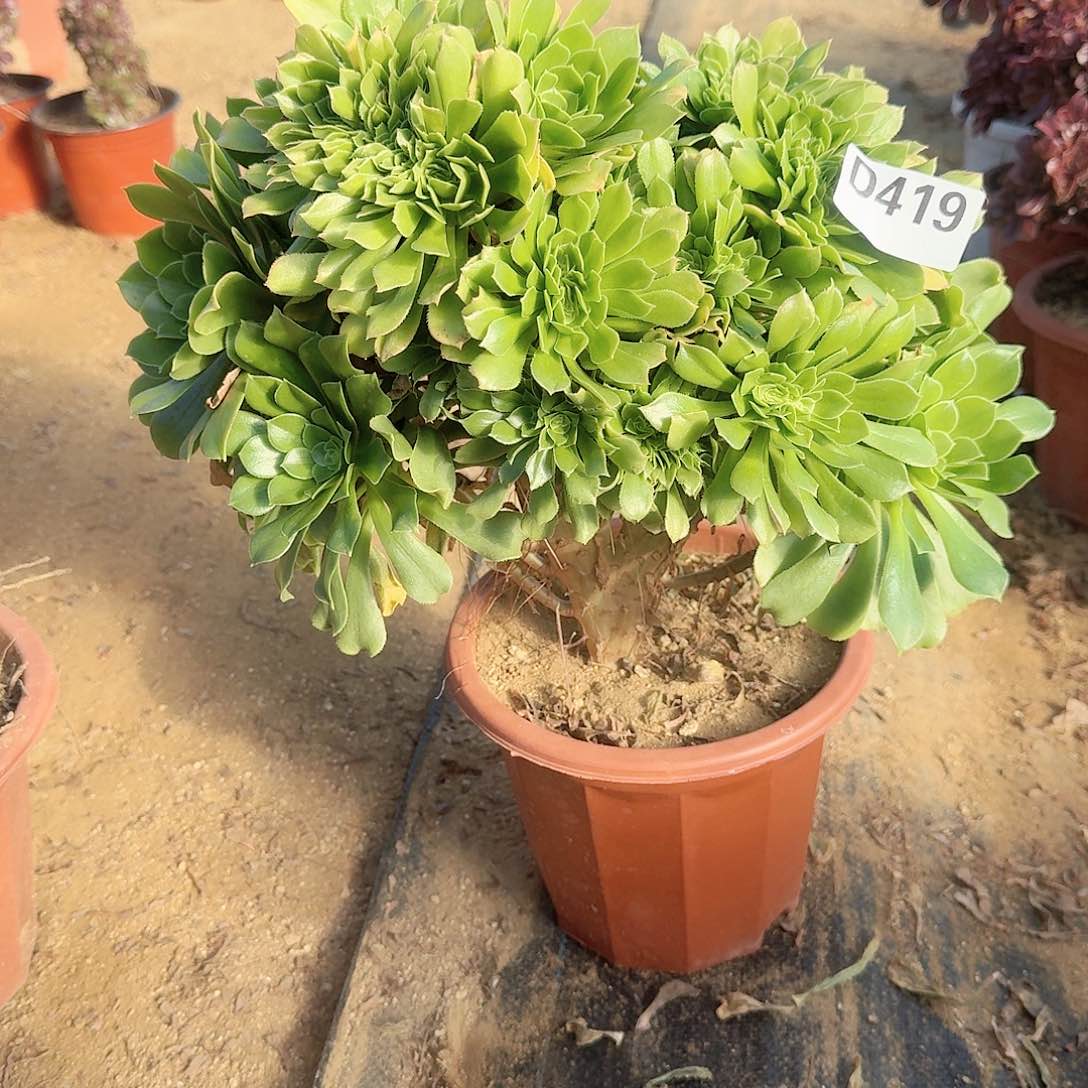 419绿缀朵朵一颗呀呀