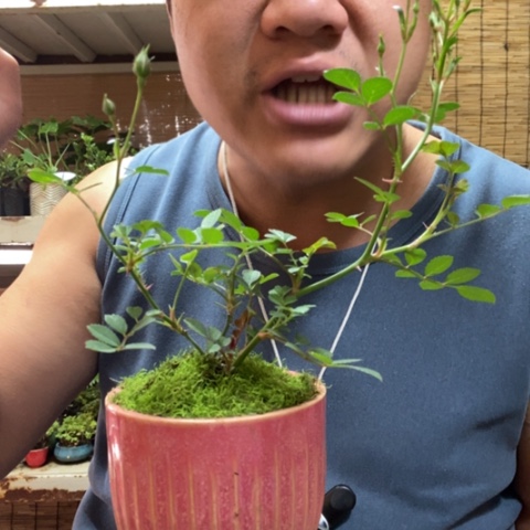 红陶一物一拍所见即所得52