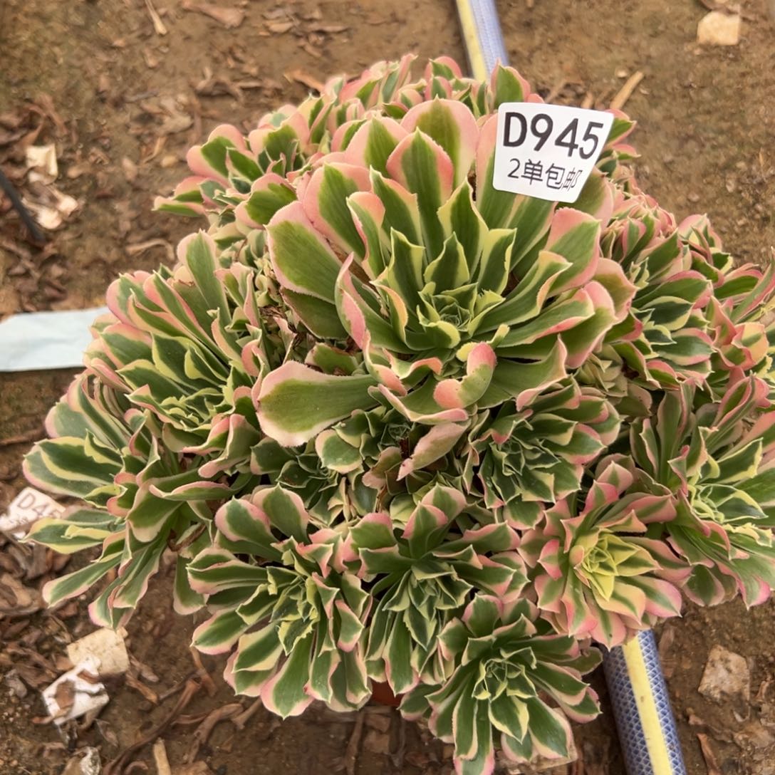 945多肉  白凤不包断头