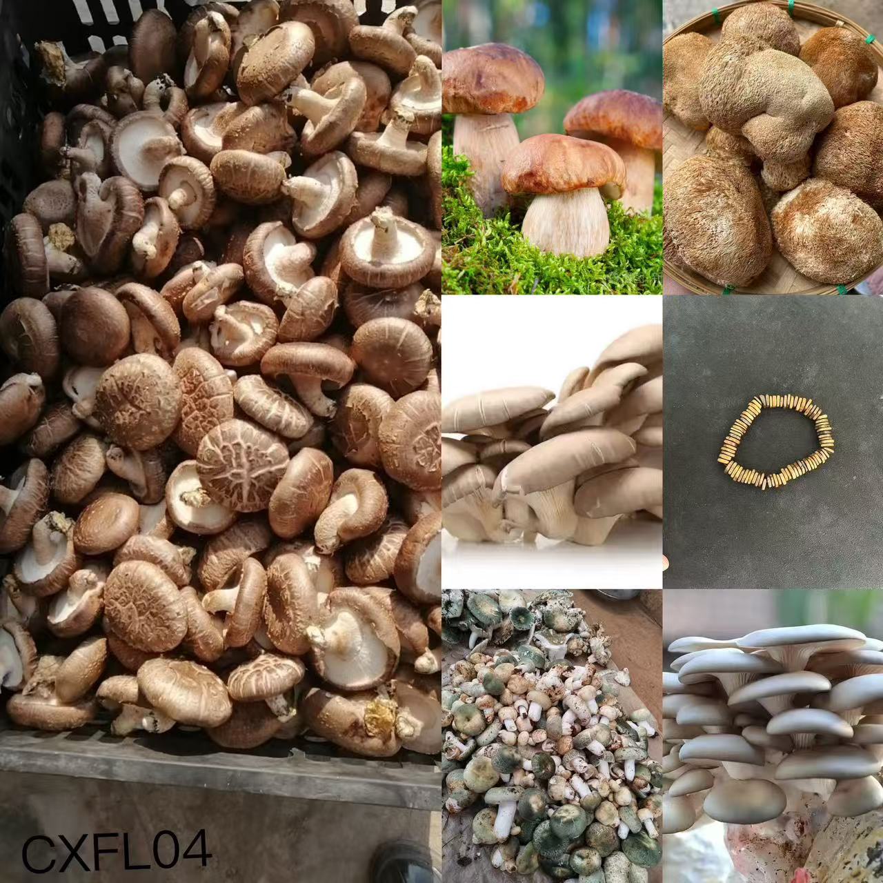 （文总专用土特产）CXFL04多样性发货 重量12克左右