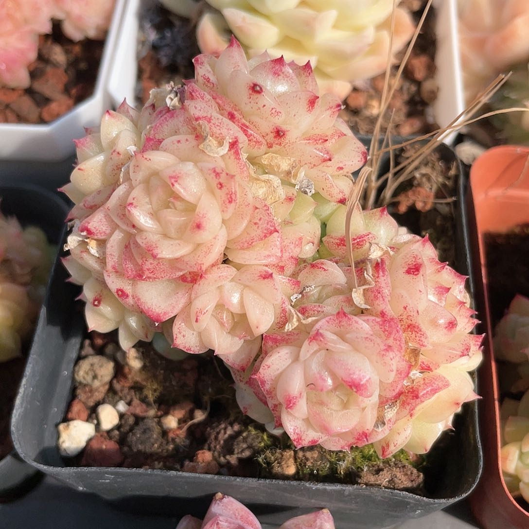 优选麦秆m02福利9022