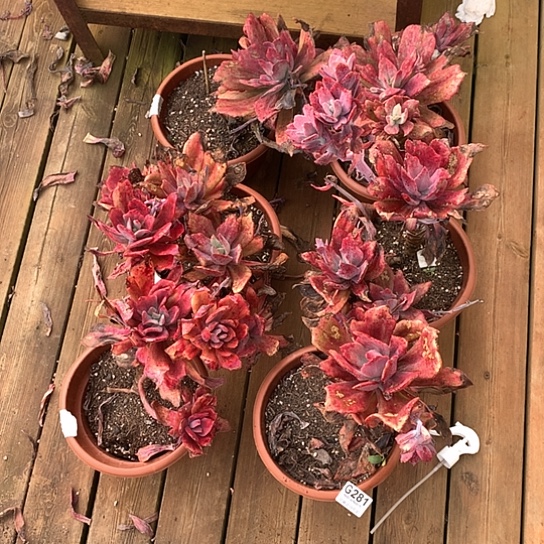 钻石锦6颗 叶子冻伤介意勿拍